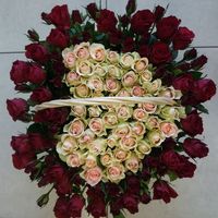 алые и белые розы