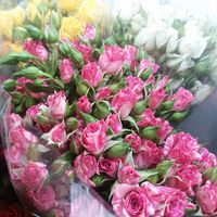 Кустовые розы Флеш денс 40см
