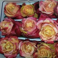 Розы Вишня и бренди (Cherry brandy). Эквадор, высота 60см
