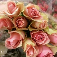 Розы Bella Rose, Кения, высота роз 40см