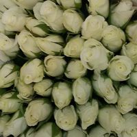 Купить красивые розы в Питере цветочная база.