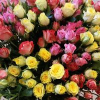 Кустовые розы высотой 40см