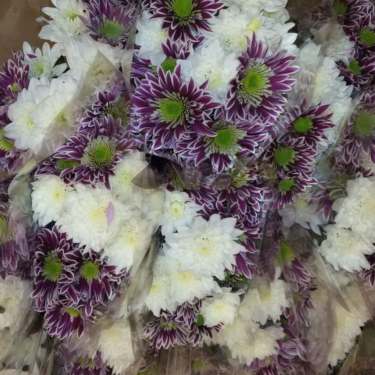 Хрзантема кустовая, голландская.